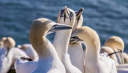 世俱杯足球-体操世界杯中，张博恒完成高难动作技惊四座，张博恒体操世锦赛