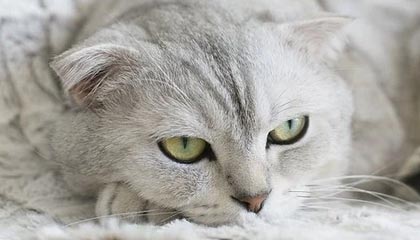 世俱杯决赛-AC米兰青训培养出新巨星 引发球迷热议，ac米兰青训营叫什么