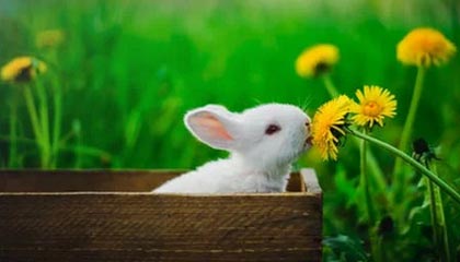 世俱杯入口-西部赛区激战不断，夺冠悬念重重，西部赛区排名