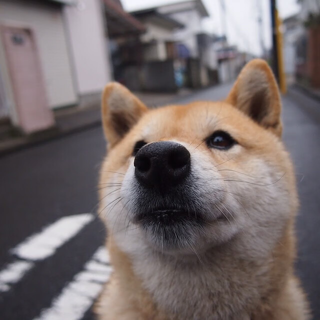 世俱杯直通-法国橄榄球进入国际化竞争新时代，未来充满挑战，法国橄榄球日历