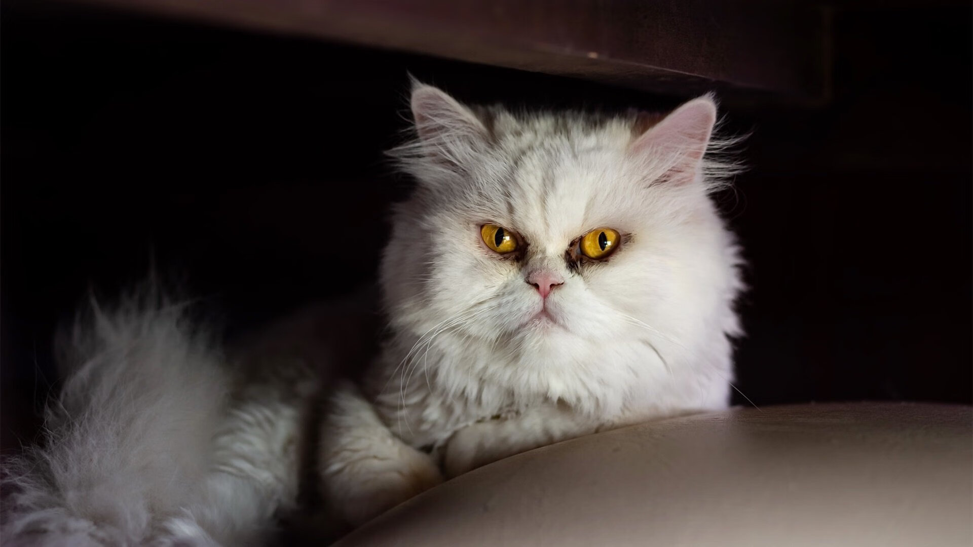 火箭年轻后场组合获得媒体好评，火箭年轻时候的照片