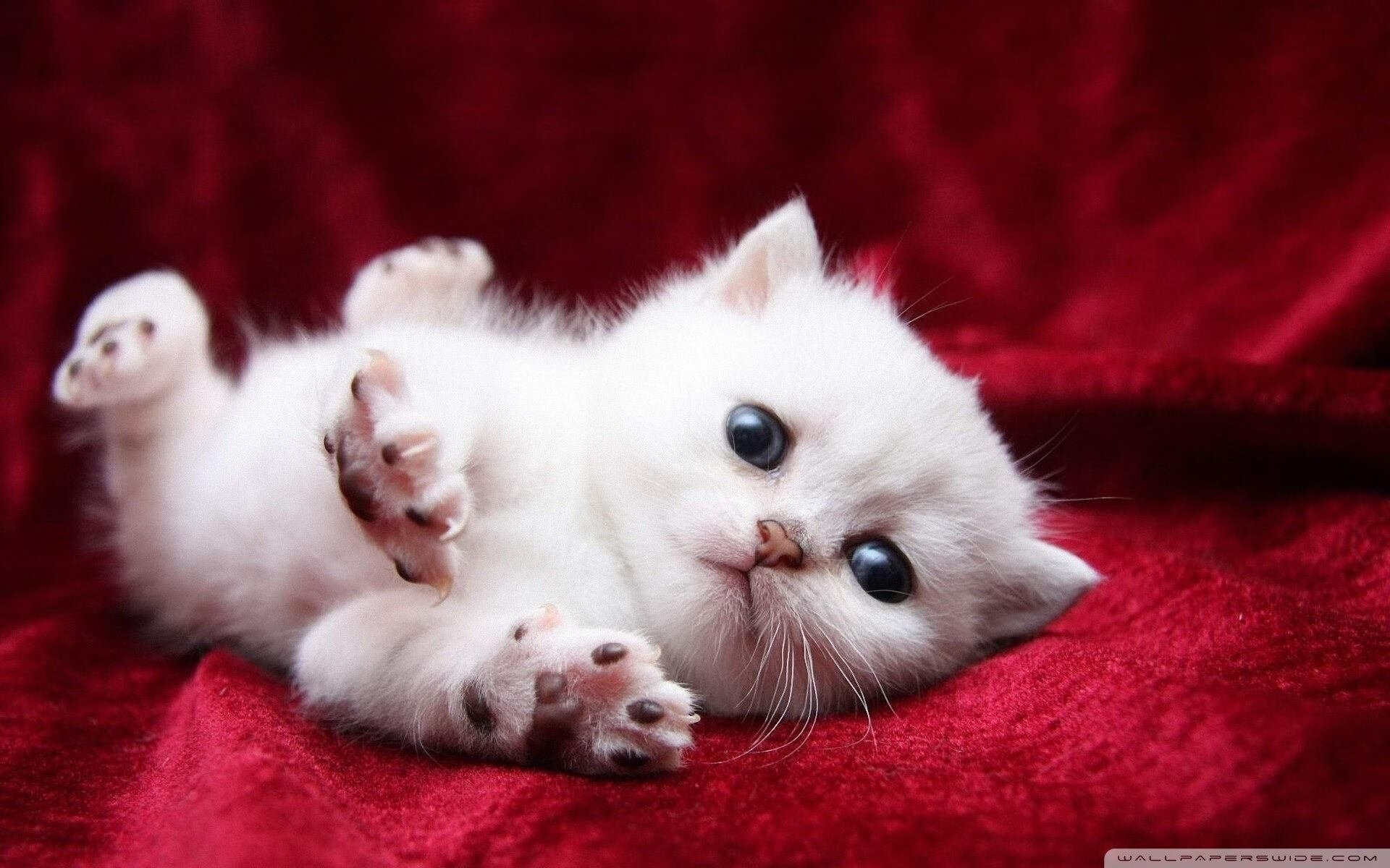 FIFA Club World Cup-皮特·卡普尔精准的传球与突破，带领袋鼠队迅速转守为攻，皮得皮尔特