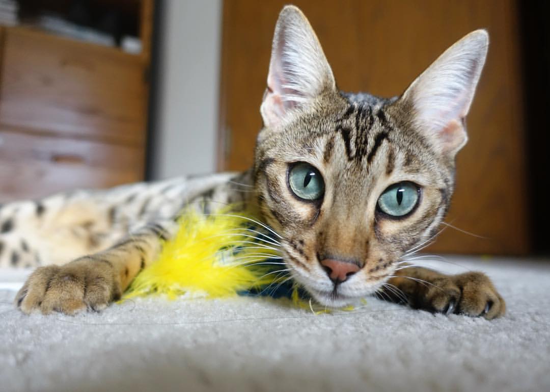 FIFA Club World Cup 2025-美洲杯赛事营销策略评估，美洲杯总结